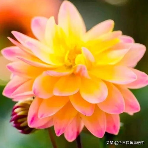 分享圖片 精品大麗花.花嬌色艷.花開雙色.爭奇斗艷