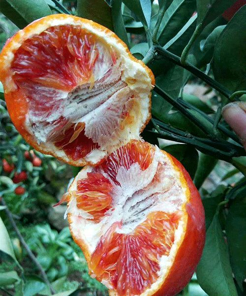 世紀紅美國糖橘基地 世紀紅美國糖橘 湖南千思農林 查看 高清圖片 高清大圖