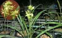 中國蘭花 四季蘭奇花-玉山奇蝶[供應]_花卉_世界工廠網中國產品信息庫