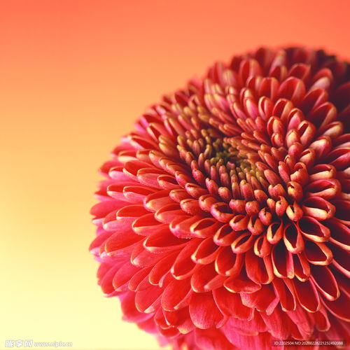 花卉春天菊花花瓣鮮花無框裝飾畫攝影圖