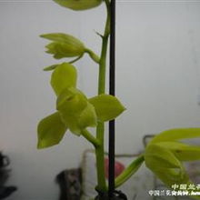 精品素蕙小草大花燈芯桿4苗